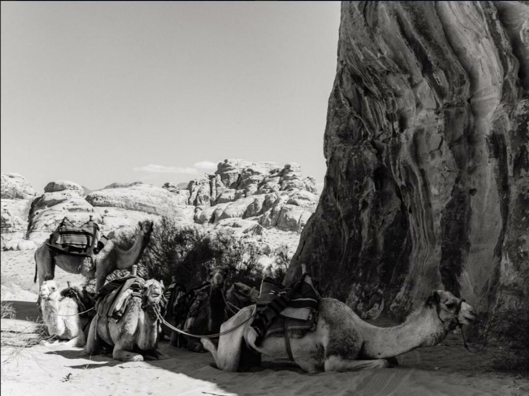 Wadi Rum Moon Camp Екстериор снимка