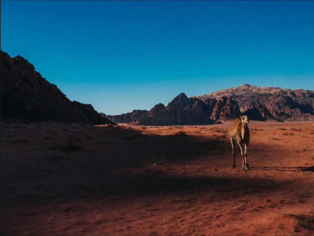 Wadi Rum Moon Camp Екстериор снимка