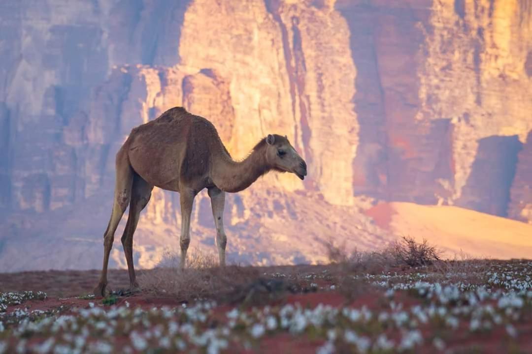 Wadi Rum Moon Camp Екстериор снимка